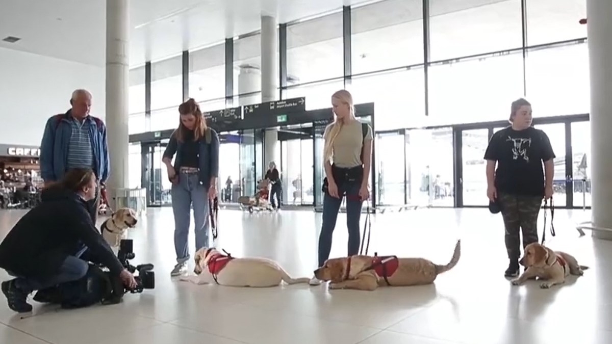 Doznajte kako izgleda socijalizacija budućih pasa pomagača